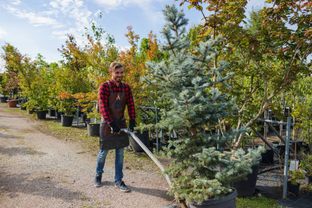 Best Palm Tree Trimming  in Oakwood, IL